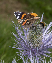 Eryngium alpinum