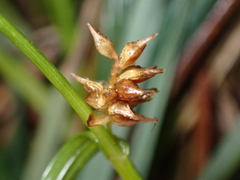 Carex panicea