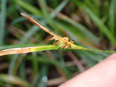 Carex panicea