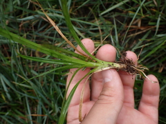 Carex pilulifera