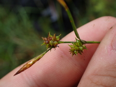 Carex pilulifera