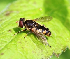 Parhelophilus rex