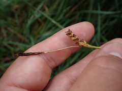Carex panicea