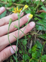 Scorzoneroides autumnalis