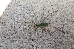 Anthophiloptera dryas