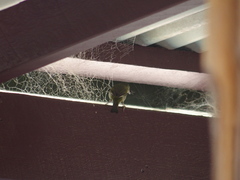 Zosterops lateralis chloronotus