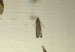 Helcystogramma albinervis