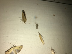 Helcystogramma albinervis