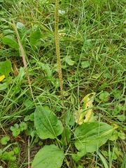 Plantago major