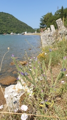 Echium vulgare pustulatum