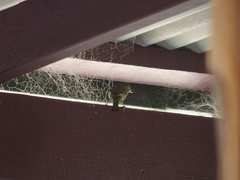 Zosterops lateralis chloronotus