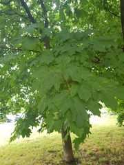 Acer platanoides