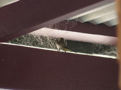 Zosterops lateralis chloronotus