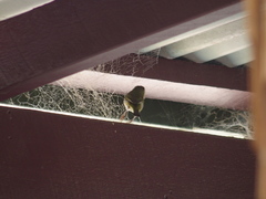 Zosterops lateralis chloronotus