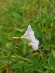 Convolvulus arvensis