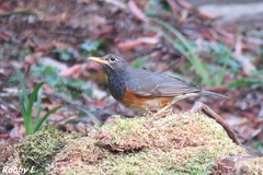 Turdus dissimilis