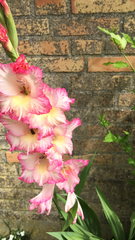 Gladiolus × hortulanus