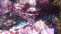 Titanoderma pustulatum