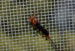 Glyptomorpha pectoralis