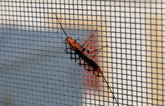 Glyptomorpha pectoralis