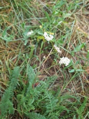 Achillea millefolium