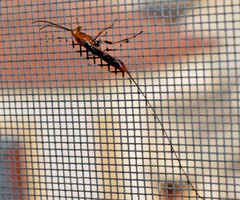 Glyptomorpha pectoralis