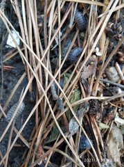 Armadillidium vulgare