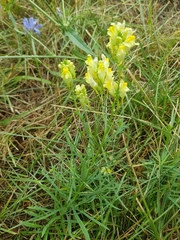 Linaria vulgaris