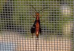 Glyptomorpha pectoralis