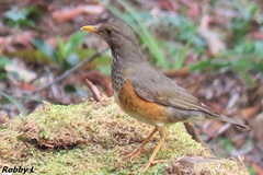 Turdus dissimilis