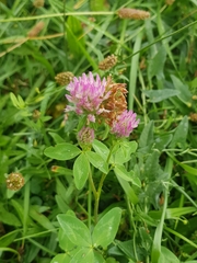 Trifolium pratense