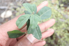 Rhoicissus tridentata