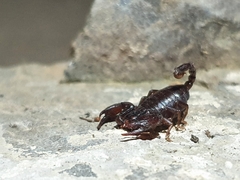 Euscorpius germanus