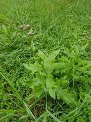 Cirsium arvense