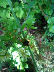 Dolichovespula media