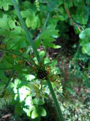 Dolichovespula media