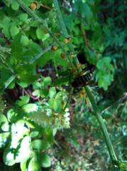 Dolichovespula media