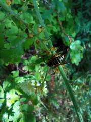 Dolichovespula media