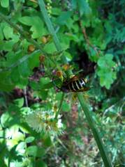 Dolichovespula media