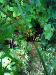 Dolichovespula media