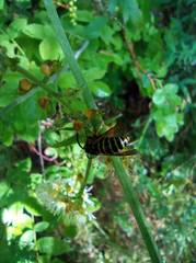 Dolichovespula media
