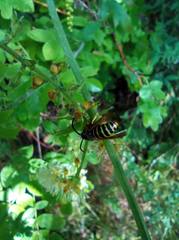 Dolichovespula media