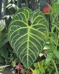 Anthurium regale