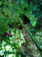 Dolichovespula media