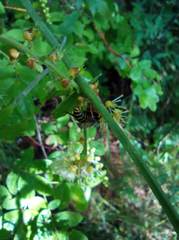 Dolichovespula media