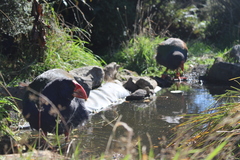 Porphyrio hochstetteri