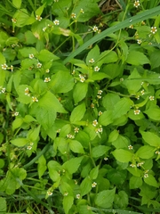 Galinsoga quadriradiata