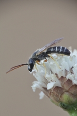Halictus simplex