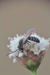 Halictus simplex