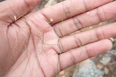 Asparagus divaricatus